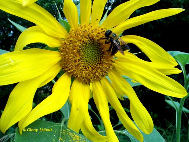 Photo of a sunflower with a bee.