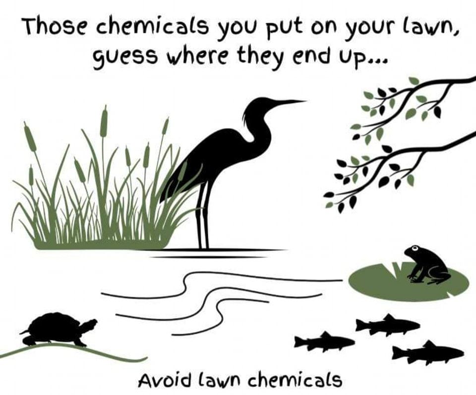 Drawing of a water habitat with fish, frog, turtle, & GreatBlue Heron.