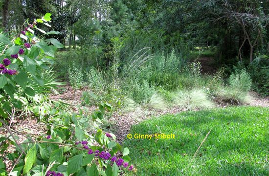 Photo of a native meadow at the edge of a mowed lawn. Beautyberry stems with their pruple berries are in the foreground to the left. Wooded area is in teh background.