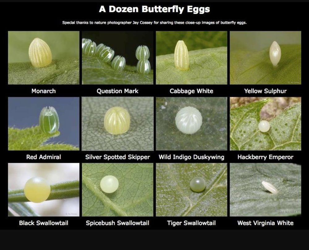 12 photos of 12 species of butterflies. Text: A dozen butterfly eggs. Monarch, Question Mark, Cabbage White, Yellow Sulphur, REd Admiral, Silver Spotted Skipper, Wild Indigo Duskywing, HackberrY Emperor, Black Swallowtail, Spicebush Swallowtail, Tiger Swallowtail, West Virginia White. 