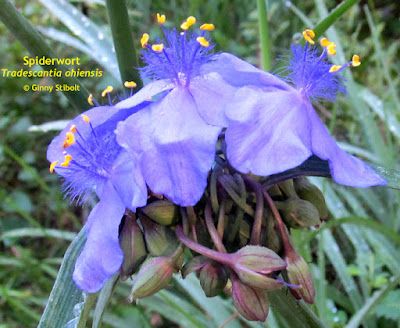 Photo of 3 light purple flowers in a flower head where dozens of flower buds are drooping down under the blooms. There are 6 or 7 hairy anthers with yellow pollen on top on each flower. Narrow leaves are in the background. Text says, "Spiderwort Traescantia ohiensis" 