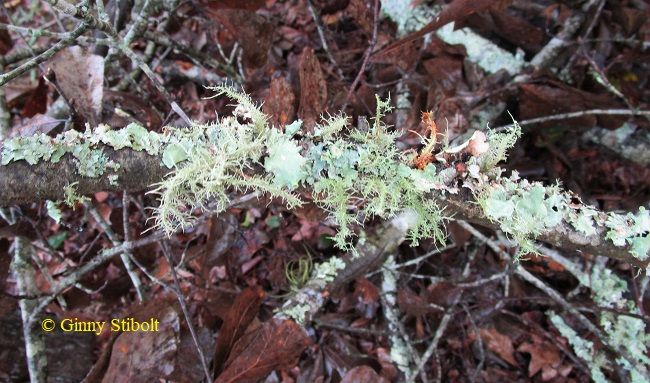 A small branch on a forest floor is covered with an assortment of lichens.
