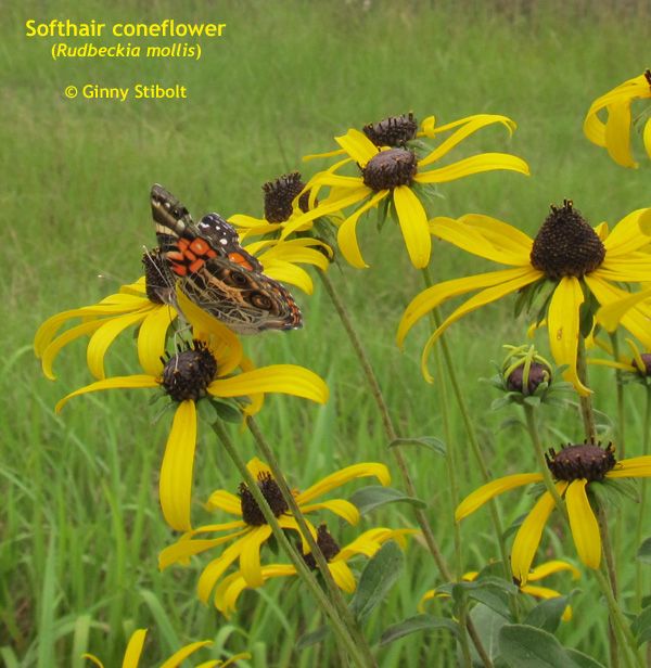 Photo of flowers with yellow petals and brown centers in a grassy meadow. An orange & brown butterfly is on the brown center of one of the flowers. 
Text says, "Softhair coneflower (Rudbeckia mollis)"