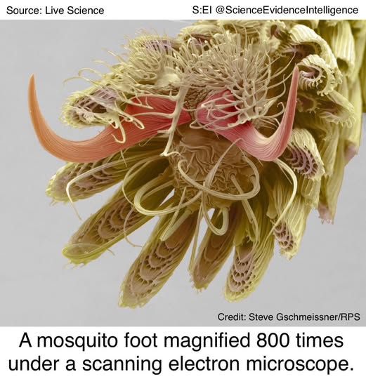 A microscopic photo showing a complex structure of claws and other overlapping structures.
Text says, "A mosquito foot magnified 800 times under a scanning electon microscope."