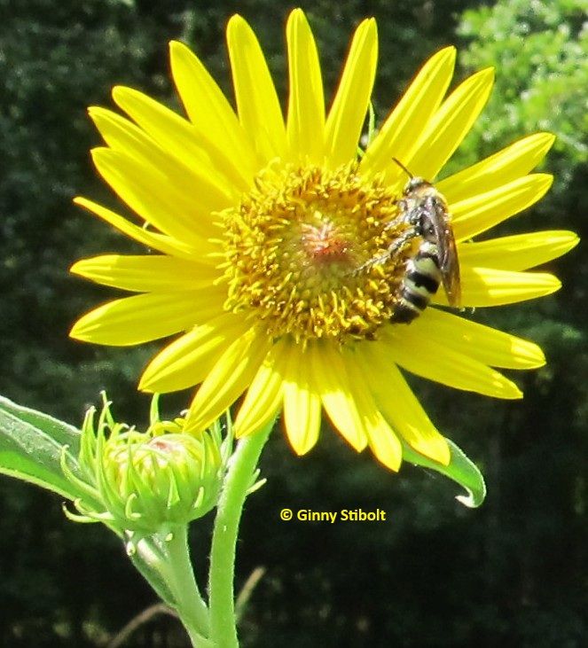 Photo of a pale yellow sunflower with a large wasp pollinating the disc florets. A sunflower bud is getting ready to bloom from the sae stem. The background is a most dark wooded area. 