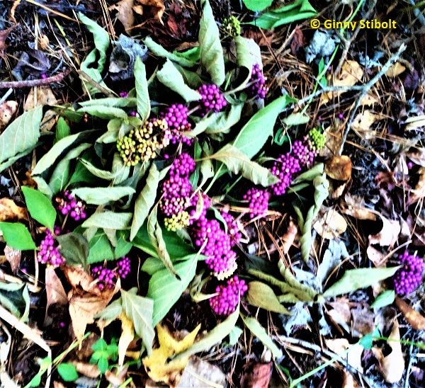 Photo of branches laying on the ground. The branches have wilted leaves and dense clusters of tiny mostly purple fruit. Some fruit is still green and unripened. Other dead leaves are also ont the ground. 