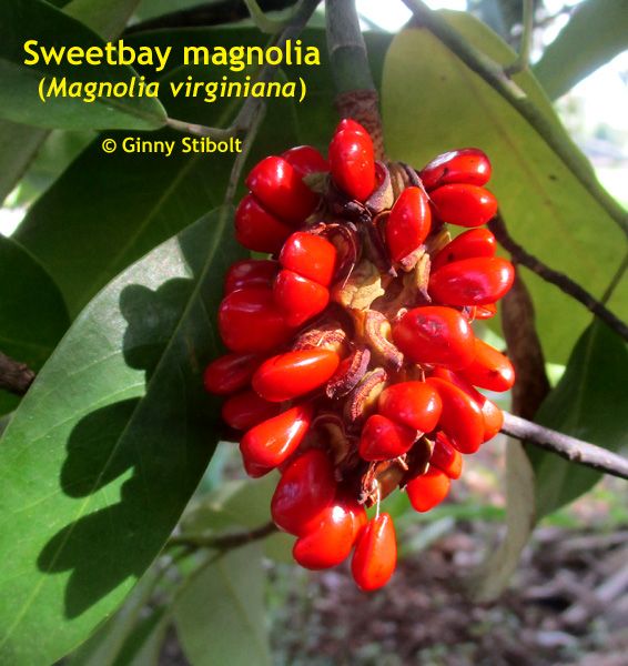 Photo of bright red fruit cluster with green leaves in the baackground.
Text says, "Sweetbay magnolia (Magnolia virginiana)"
