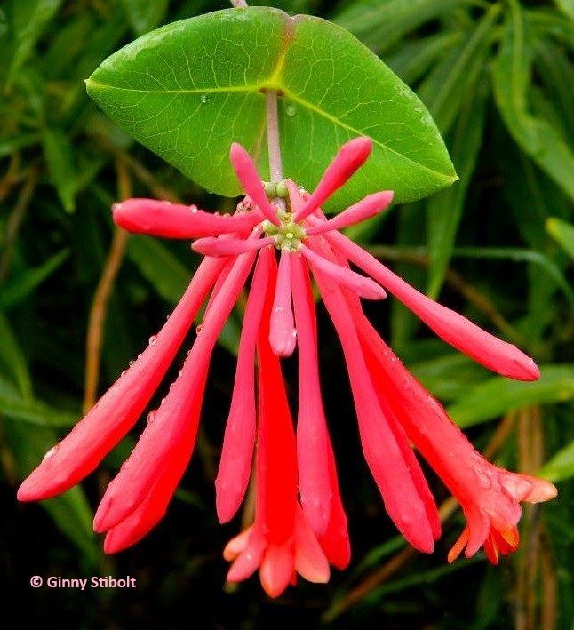 Photo of a group of long tubular reddish flower at the end of a stem. An inch or so below the flower head are two leaves joined together. Leaves and shadows are outof focus in the background. 