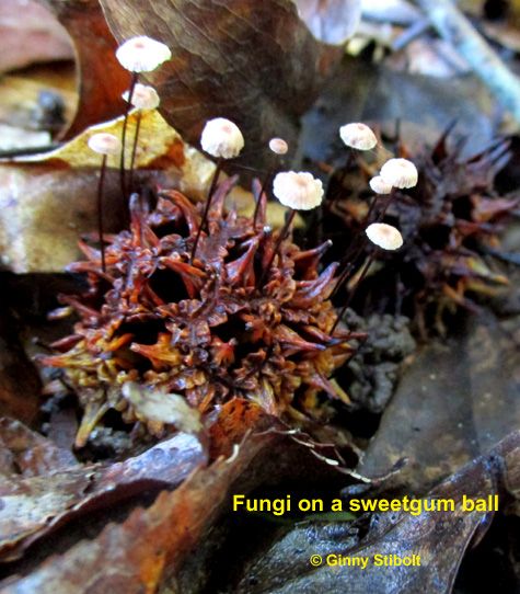 Photo of a gumball of a sweetgun tree with tiny mushrooms with white caps and dark stem sprouting from the holes in the gumball. Dead leaves are on the ground under the gumball.
Text says, "Fungi on a sweetgum ball"
