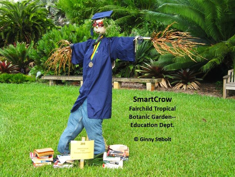 Photo of an entry in a scarecrow contest at Fairchild Botanic Gardens in Miami, Florida. The scarecrow is dressed in a blue robe, has a gold medal hanging from its neck, is wearing red eyeglasses, and has green leaves for hair covered with a morterboard hat. The hands are dead palm fronds. it's wearing blue jeans stuffed with lumpy filler. Several books are stacked on the lawn around its feet.In the background at the far edge of the lawn are 3 wooden benches and a wall of vegetation behind them--mostly palms and cycads. 
Text says, "SmartCrow Fairchild Tropical Botanic Garden--education dept." 