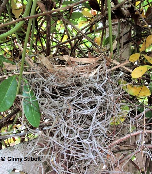 Photo of an empty birdnest built from Spanish moss and other fibers.