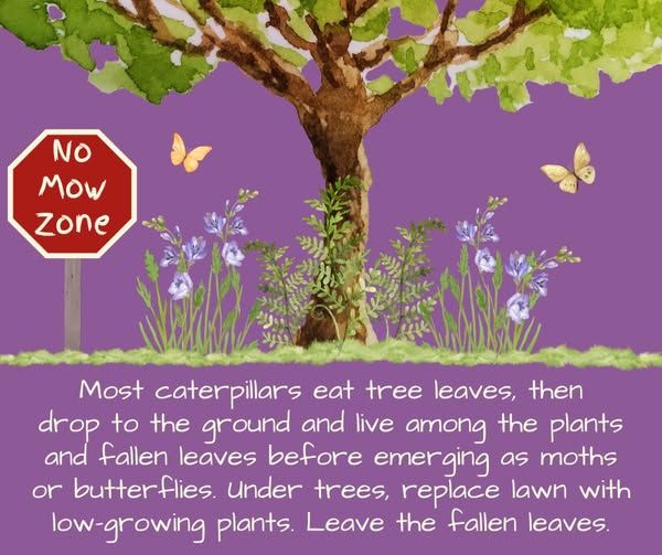 Drawing of a tree with flowers, grasses, ferns, & butterflies underneath its canopy. There is what looks like a stop sign on the left side under the drip zone that says "No Mow Zone." The backgound color is lavender.
Text under the tree says,"Most caterpillars eat tree leaves, then drop to the gound and live among the plants and fallen leaves before emerging as moths or butterflies. Under trees replace lawn with low-growing plants. Leaves the fallen leaves. "