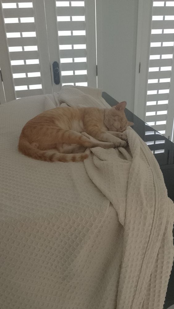 Gato laranja dormindo sobre manta bege, em cima de piano preto