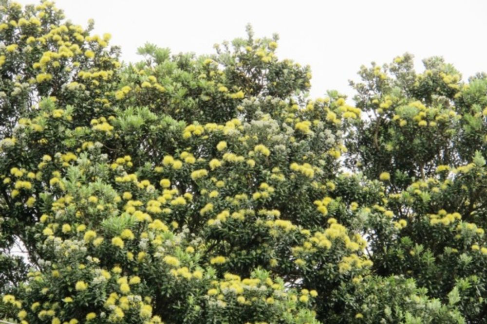 Taonga. The Yellow Pōhutukawa on the Waitara River Bank