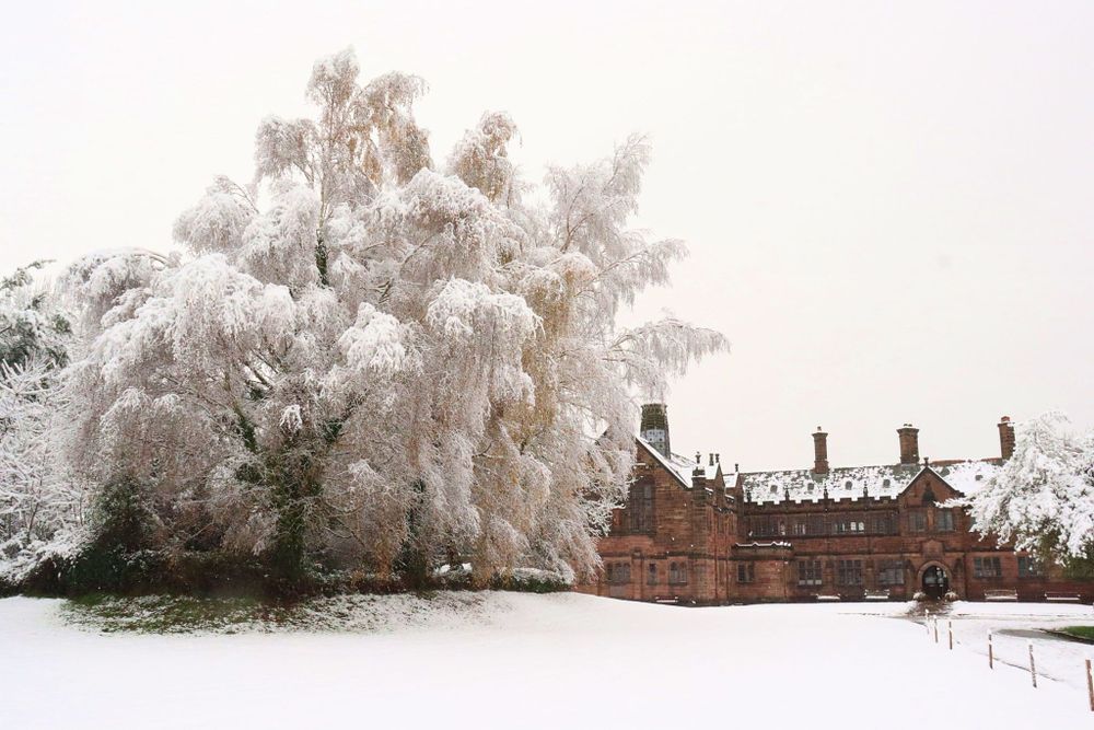 A view of the Library grounds. They are coated in snow. A snow-strewn willow tree takes up much of the image