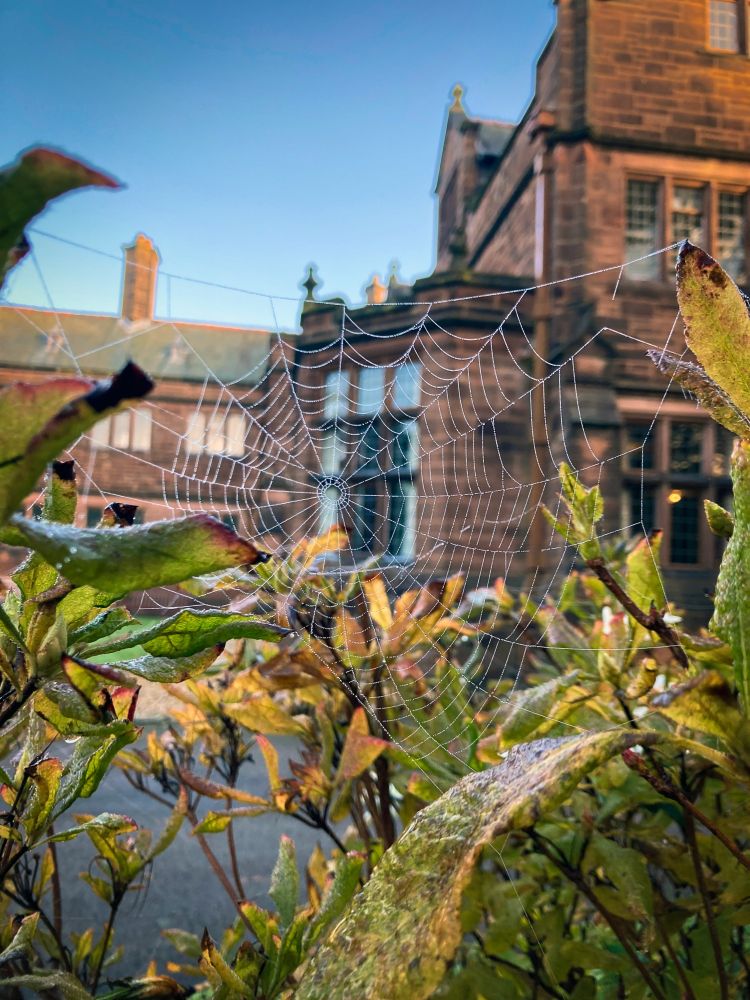 A spider web with dewdrops suspended between leaves. The library building is visible in the background.