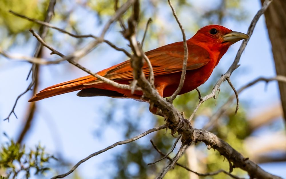 Summer Tanager