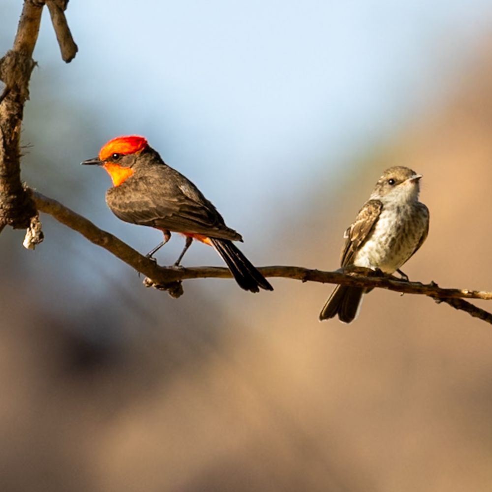 Vermilion Flycatcher