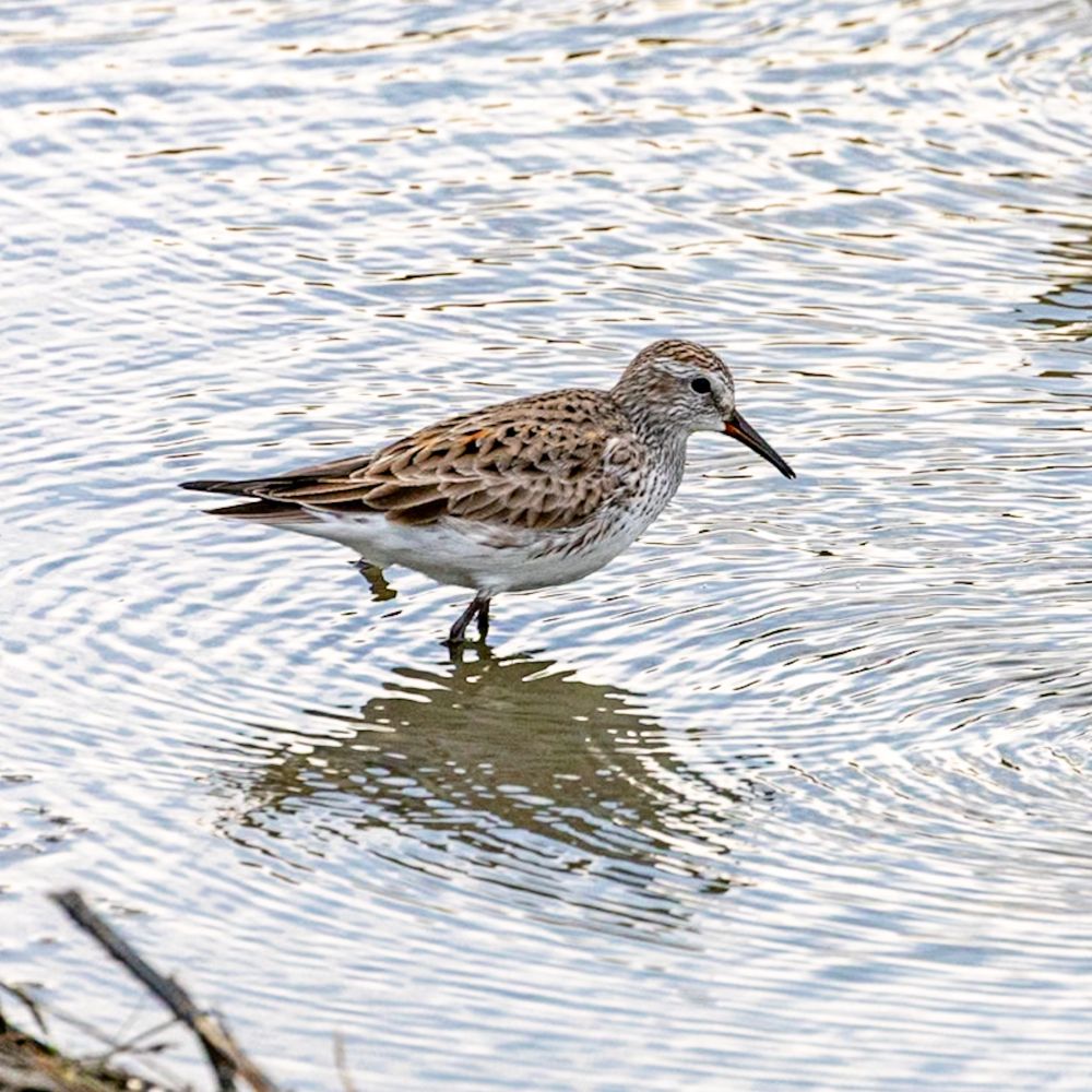 White-rumped Sandpiper 