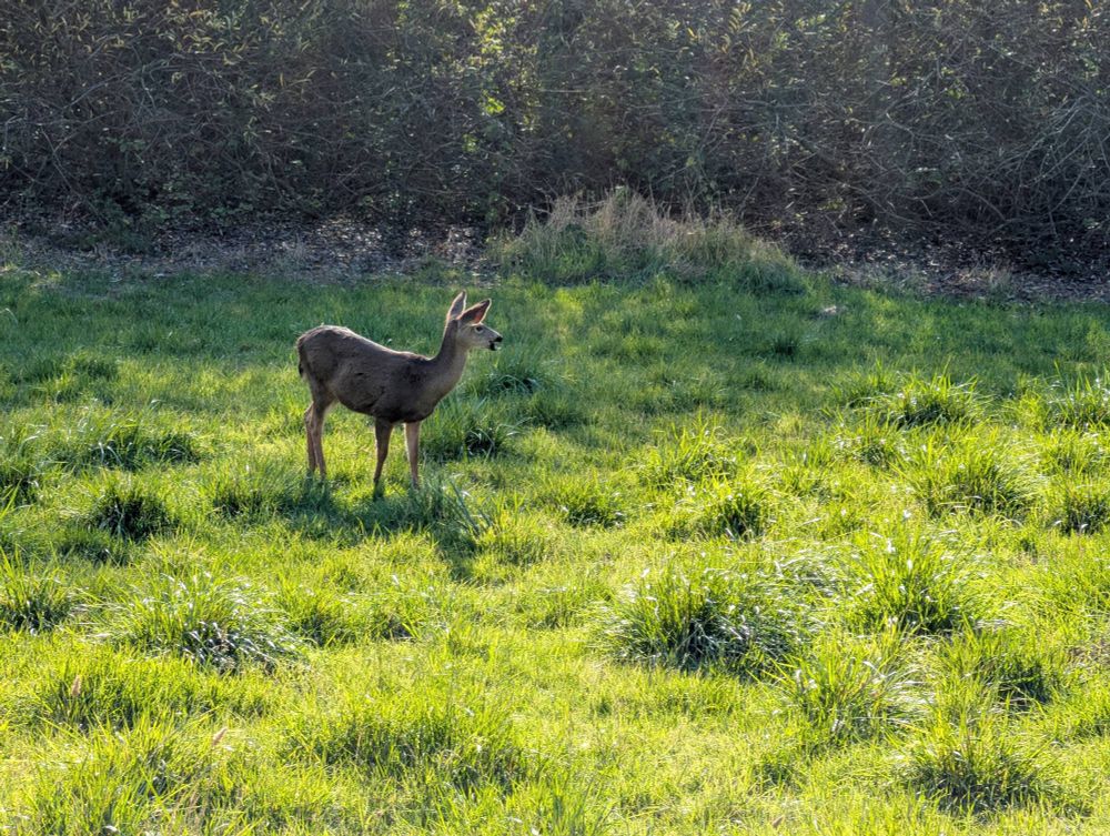 Deer in a field 