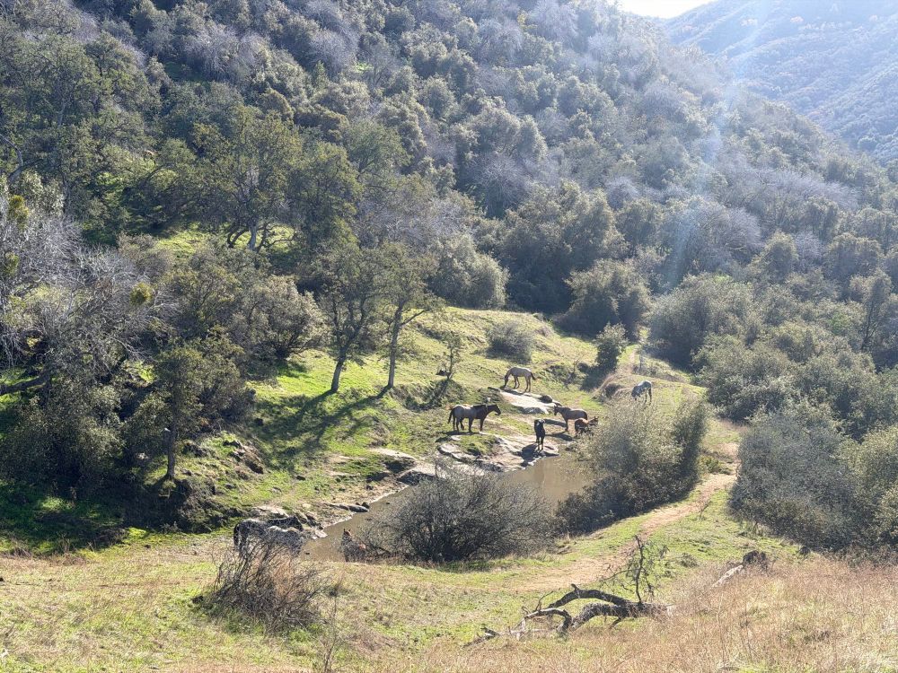 Horses gathered around a pond near a trail on a hillside