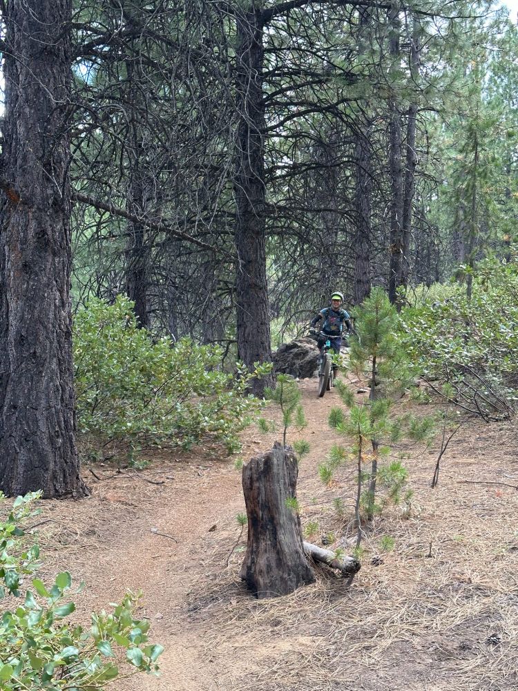 A trail extending from center frame toward the camera with manzanitas (or maybe ceanothus) and pines on either side and in the background. A stump is in the foreground. 

A woman is riding a mountain bike toward the camera from the distance, too far away to make out her features 