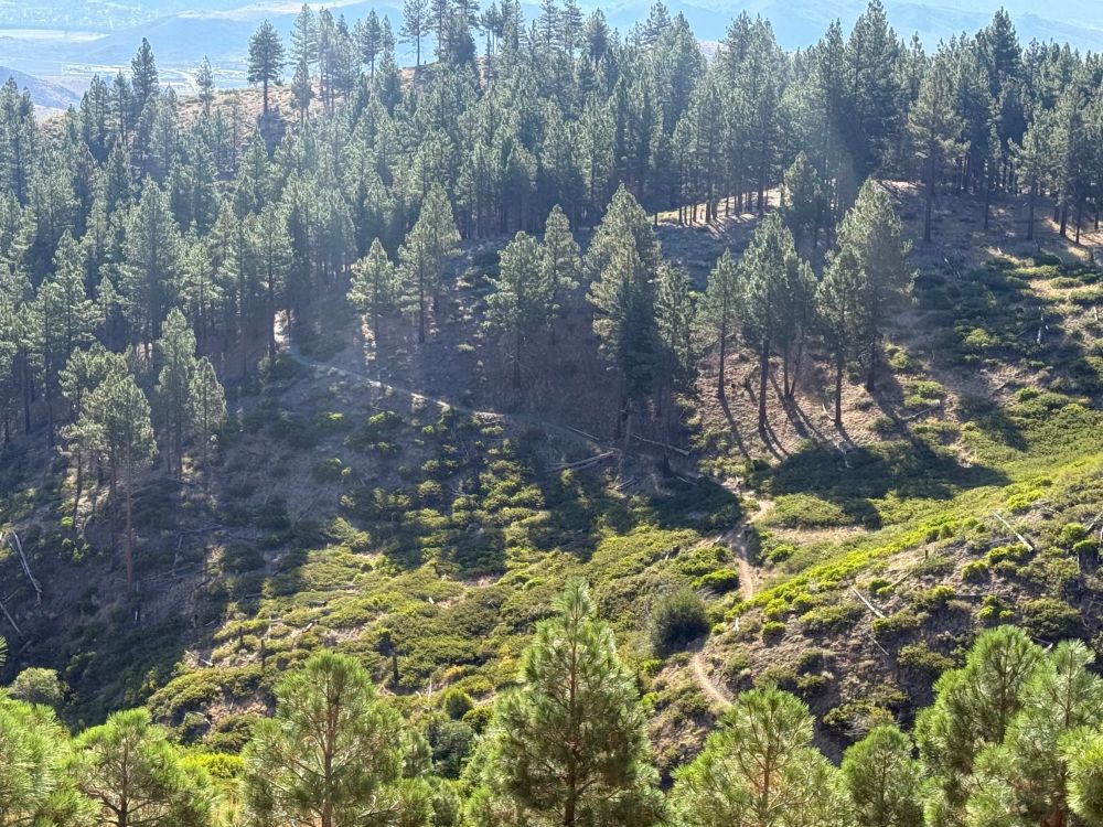 Looking down on a trail winding through pines on a hillside. It's the Ash to Kings trail in Carson City for hiking, biking, and horseback riding