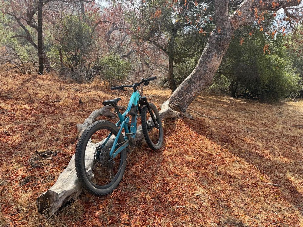 A turquoise mountain bike in sunlight and dappled shade propped against an old fallen tree limb that doubles as a bench