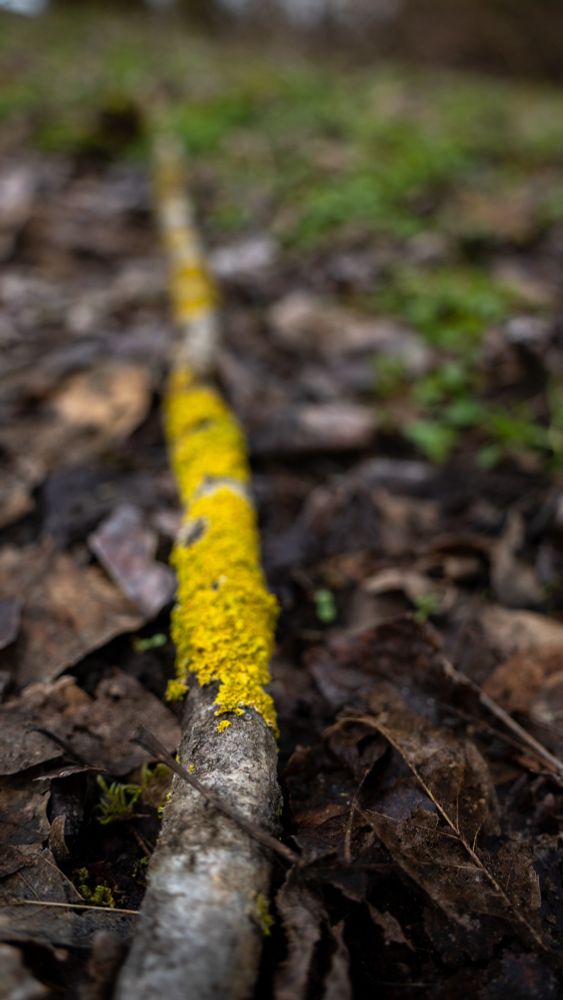 Close up of leaf debris on forest floor. Colors are brown with pops of yellow lichen and green moss.