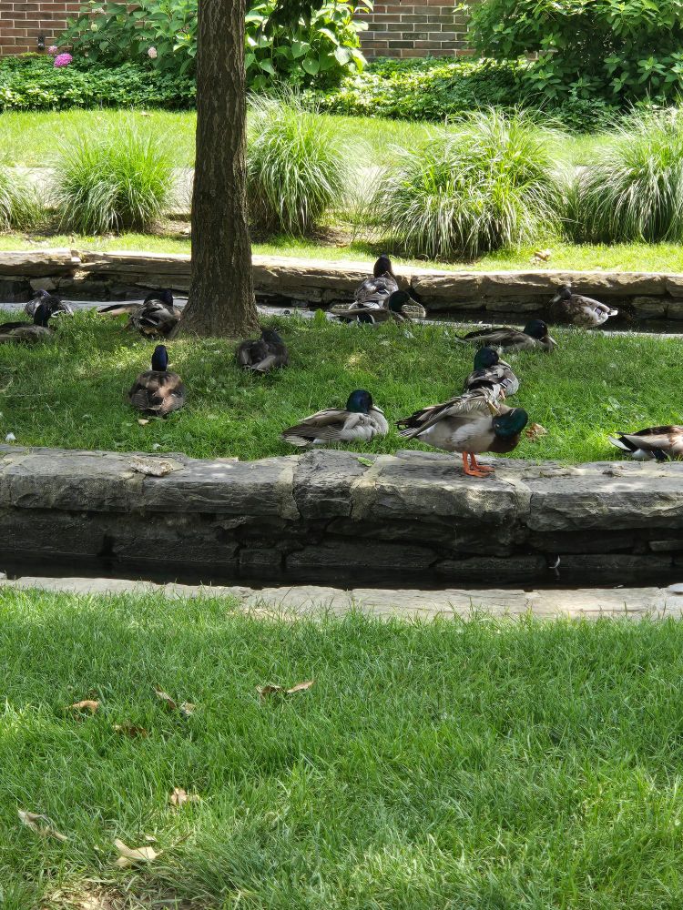 About a dozen ducks on a little grass island in a slow moving stream. The island has a stonewall around it and a single tree. 