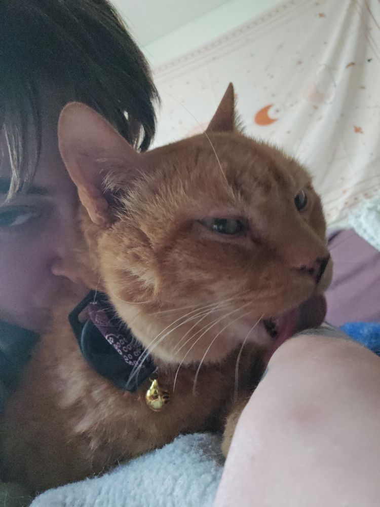 An orange male tabby cat, laying down on a fuzzy blue blanket, visible from the shoulders up and wearing a purple collar with a black tag and a gold bell. A white nonbinary person's face and left arm are visible, they are kissing the cat between the shoulder blades, and he is mid lick on their arm