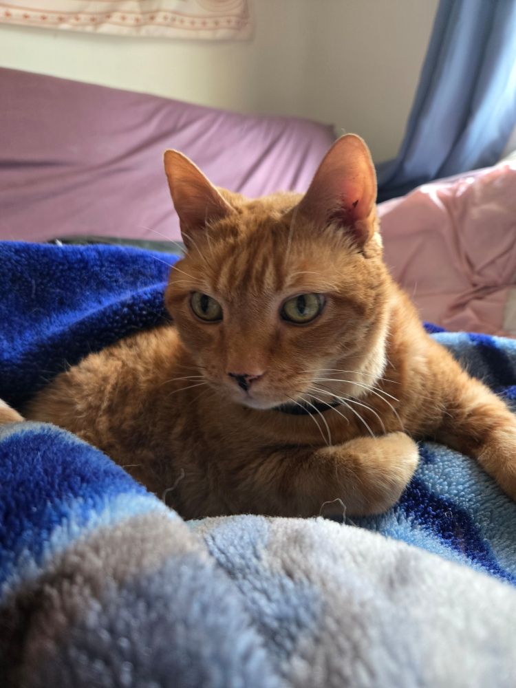 A fat orange tabby cat with green eyes partially wrapped in a blue and white blanlet. He is looking off camera to his right. One of his front paws is curled under his belly, and his other front paw is extended off camera to his left. Behind him is a pink pillow, and a blue curtain. 