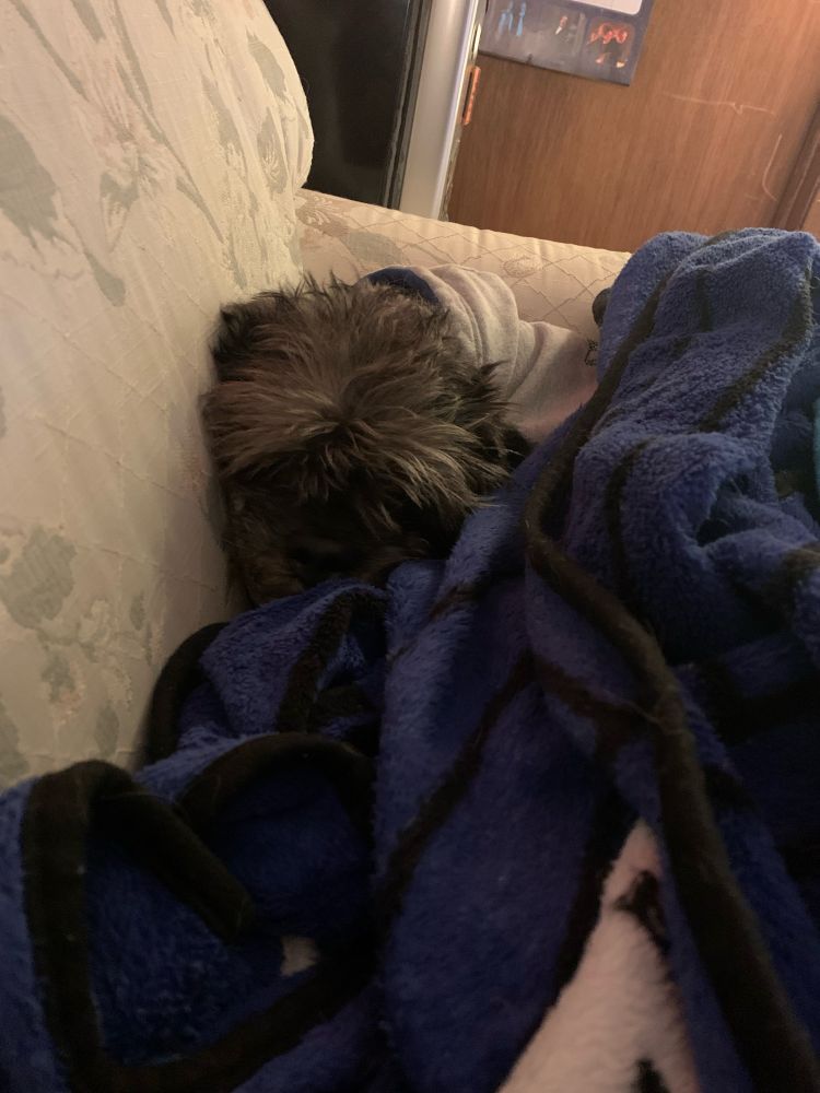 My dog Chewie wrapped in a blanket. 