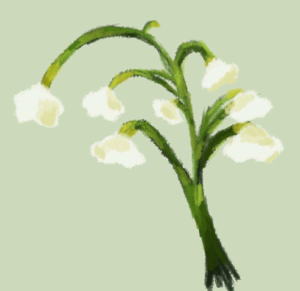 A colored sketch of a lily of the valley over a pale green background.