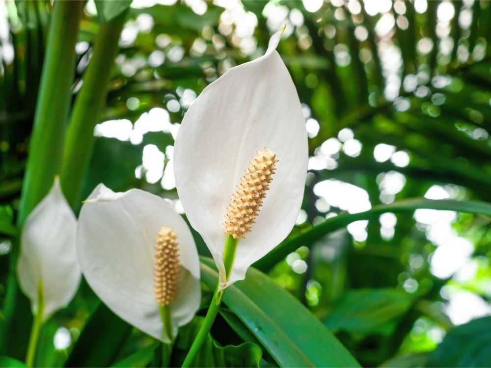 The reference for the drawing. It is a close-up picture of a peace lily.