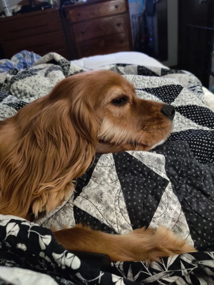 Cockalier puppy with noticeable long tufts of fur on the side of his snout like mutton chops
