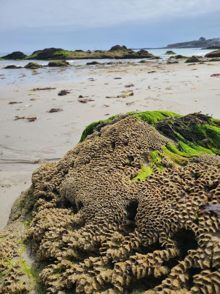 Unknown crusty stuff covering a rock on a beach. 