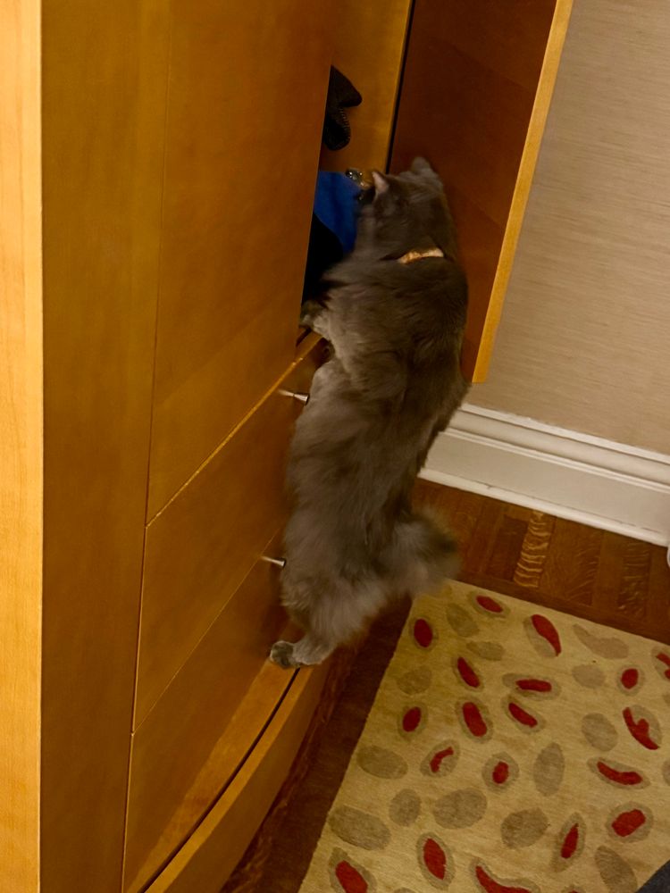 A grey cat standing on his toes looking into a wardrobe 