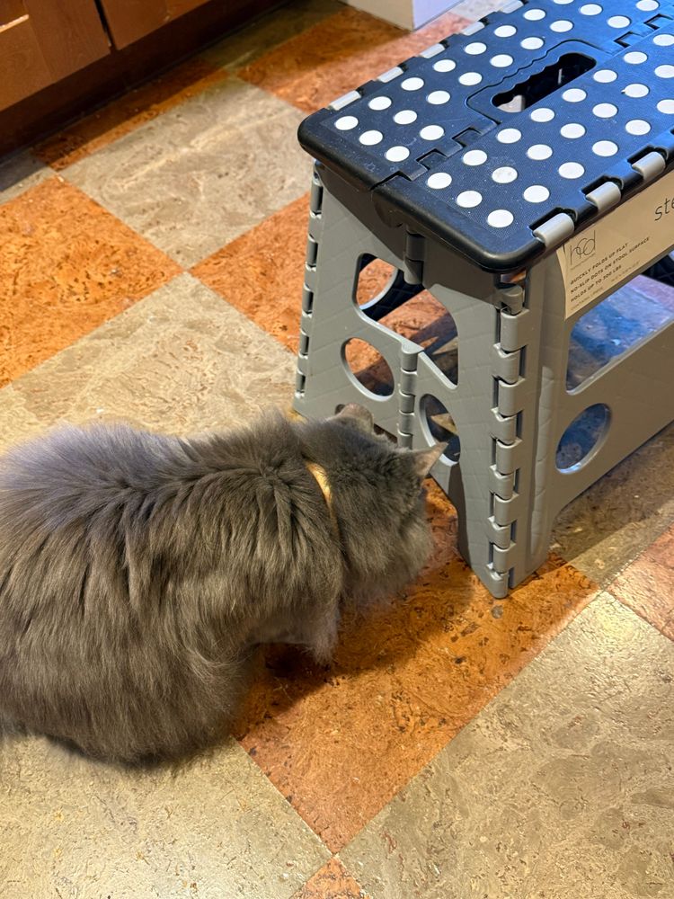 A gray cat (medium hair) stares intently at a glitter ball hiding under a step stool 