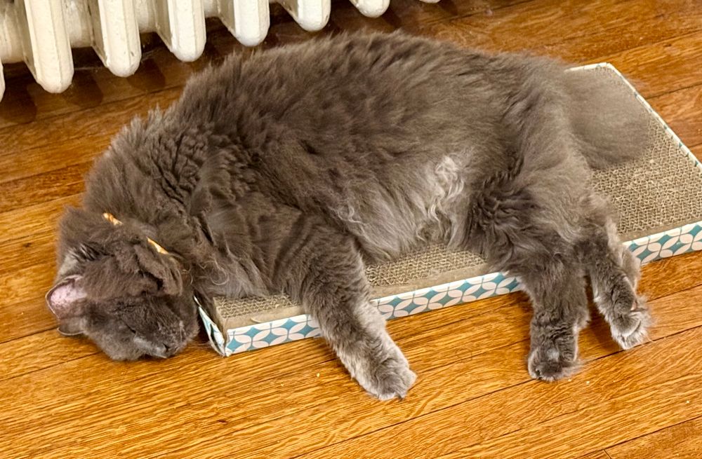 Mr Bean, a medium haired grey cat draped over his cardboard scratching pad. Head on the floor. 