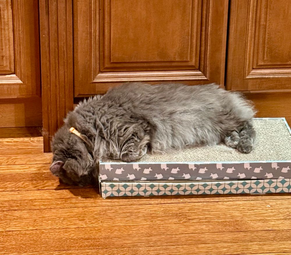 Very tired grey cat on cardboard scratch pads