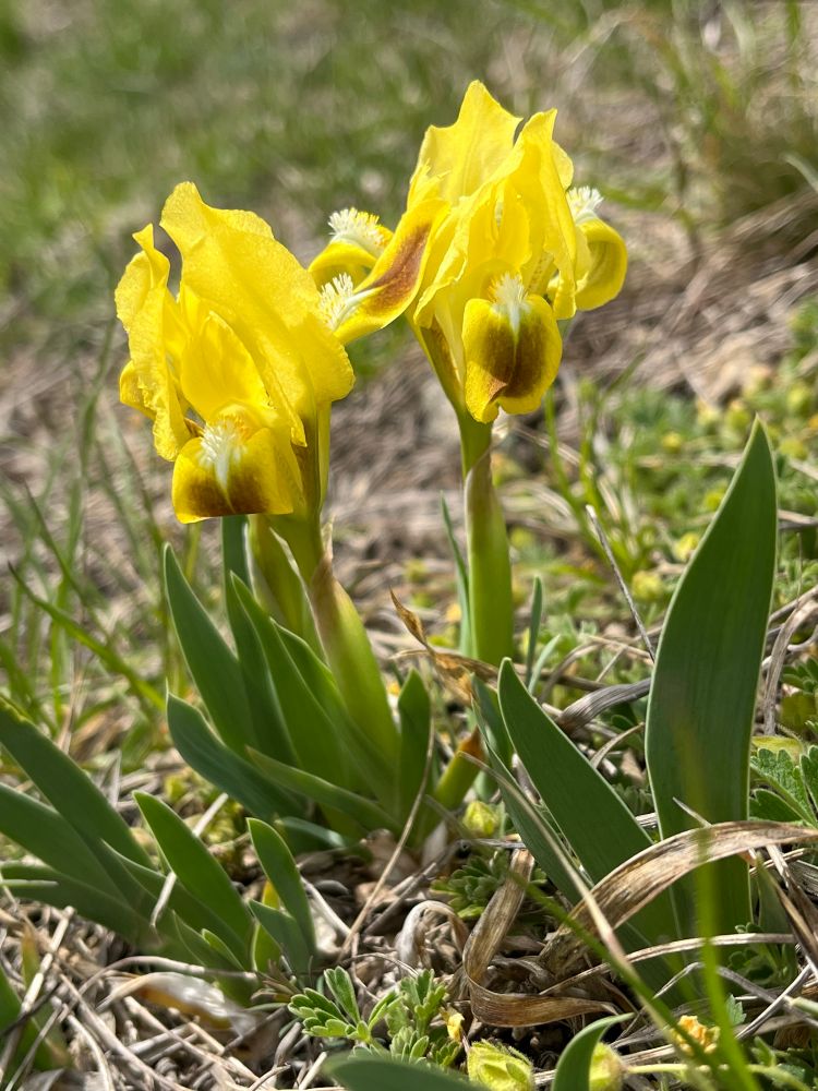 Small yellow Iris in full bloom.