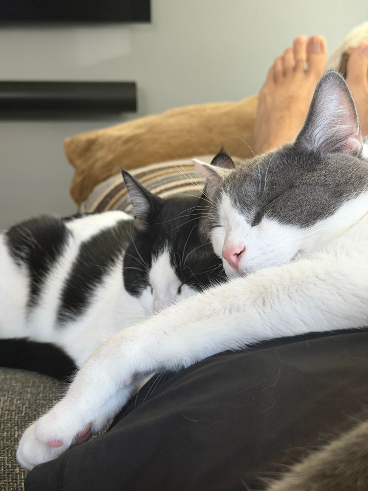 Two cats napping together