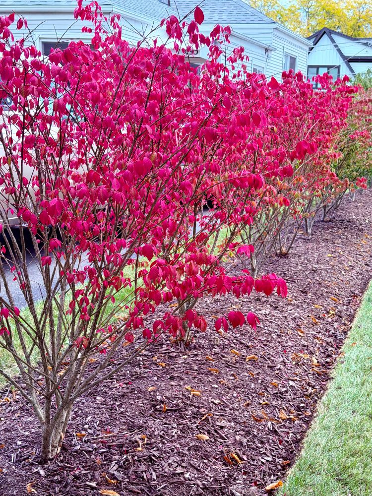 Bushes with leaves that have turned red in the fall
