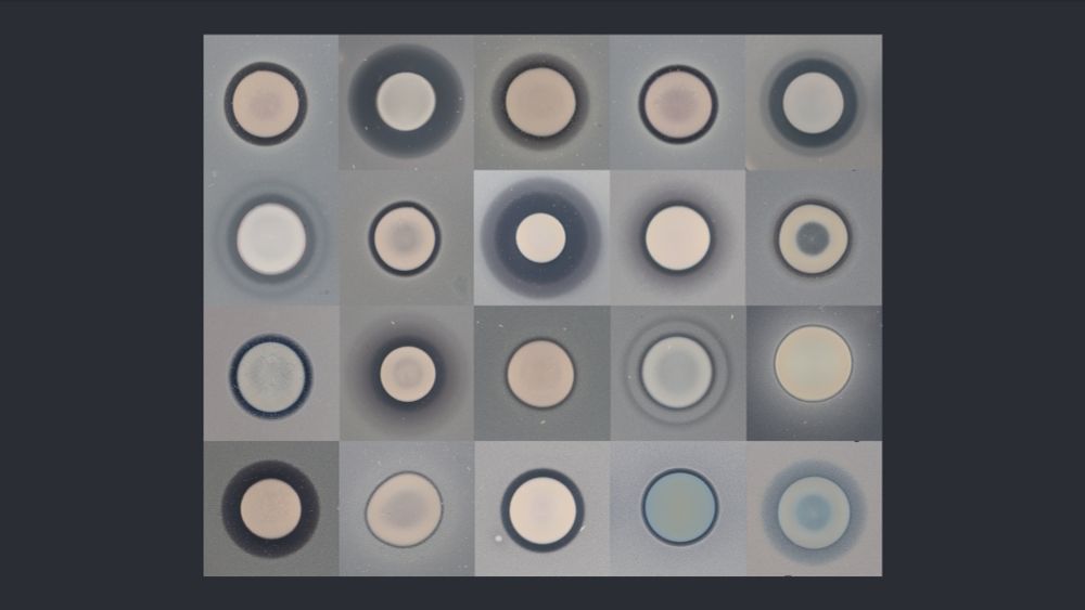 A grid of 20 petri dishes showcasing diverse bacterial colonies in varying colors and growth patterns, on a neutral gray background.