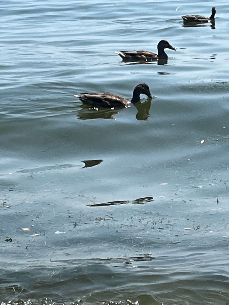 3 ducks in, well, kind of a row. In water. 