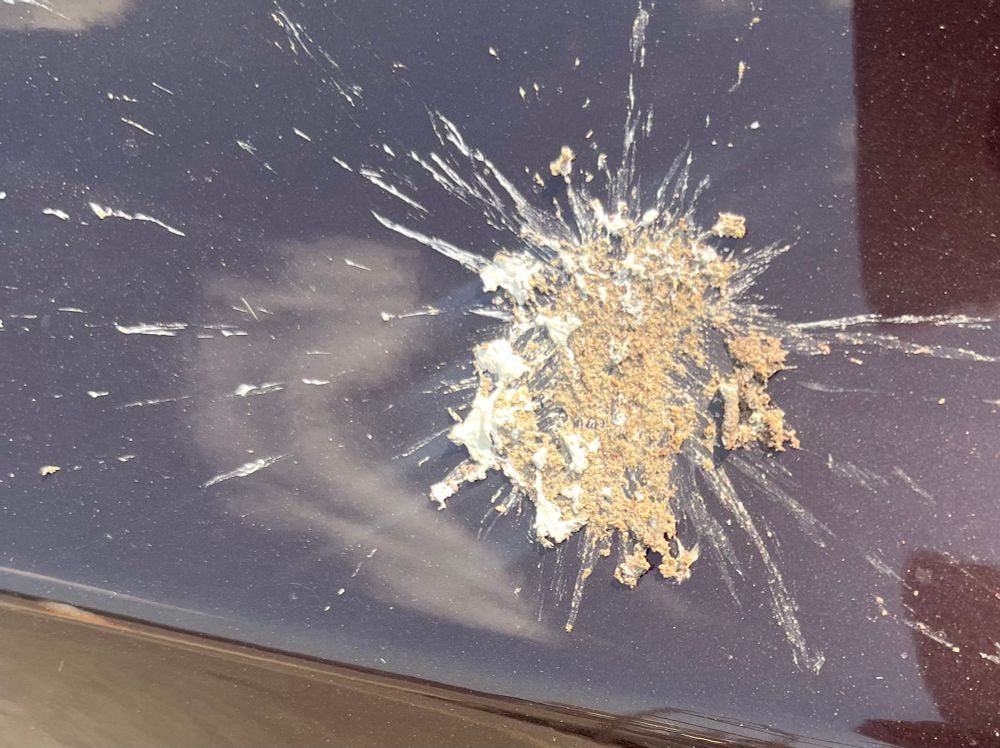 Dramatic bird poop splatter. Bam. 