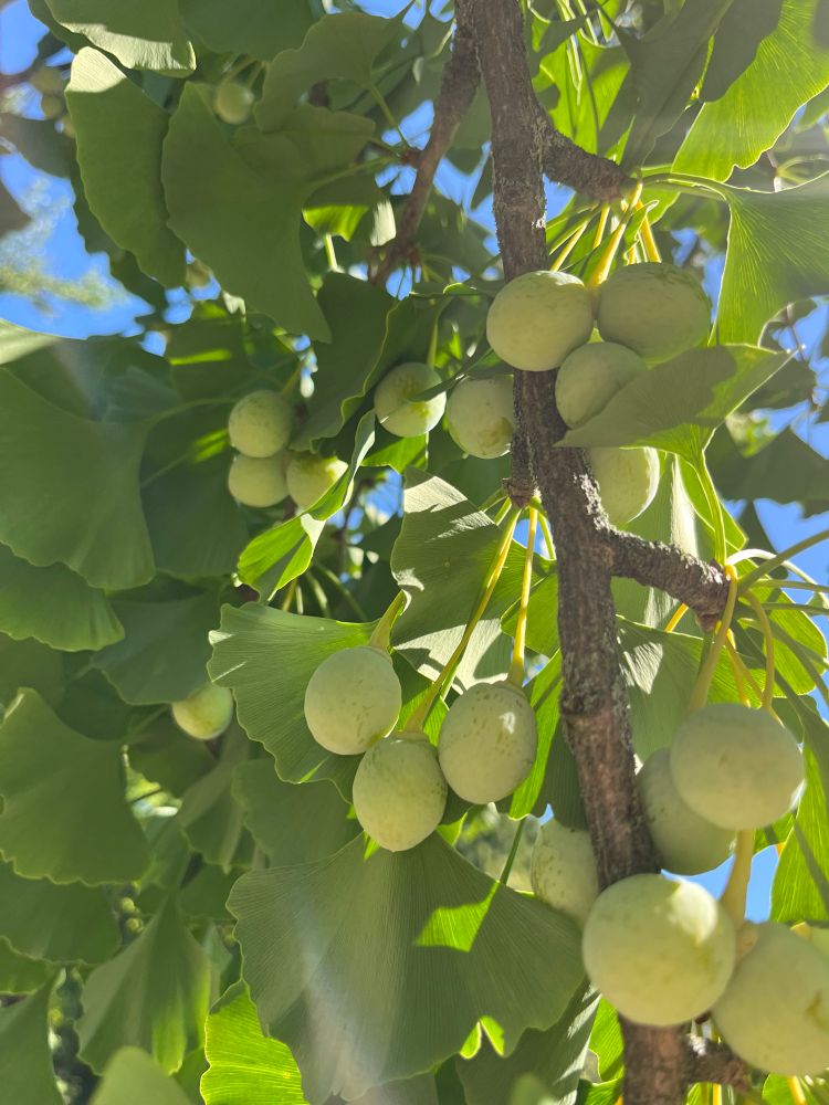 A fruit-laden ginkgo branch. 