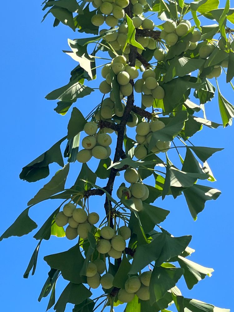 A fruit-laden ginkgo. 