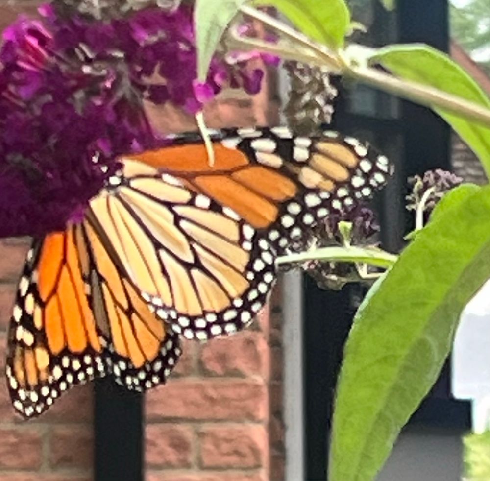 Monarch butterfly sipping on a flower. 